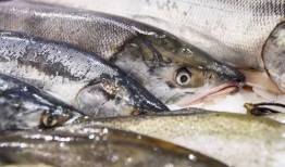 新闻爆料海鱼视频下载大全,海量海洋生物资源一网打尽